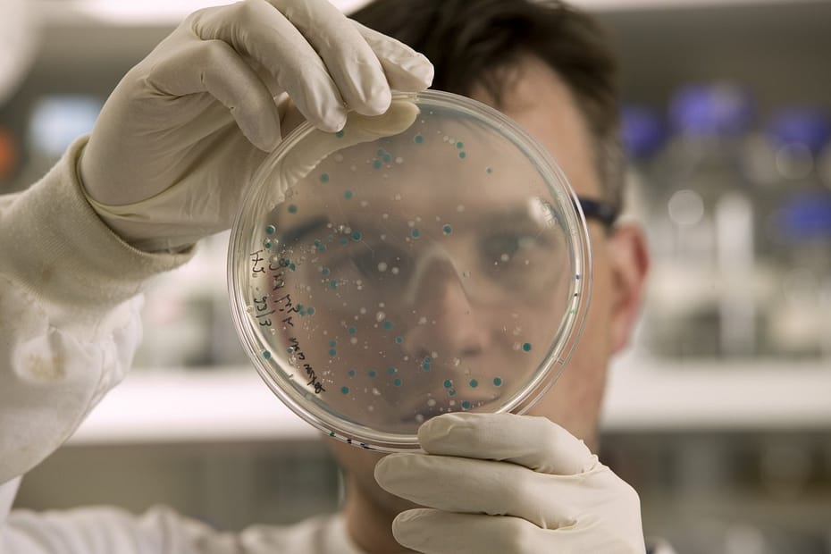 Examining Bacterial Colonies on Agar Culture Dish (CSIRO Science)
