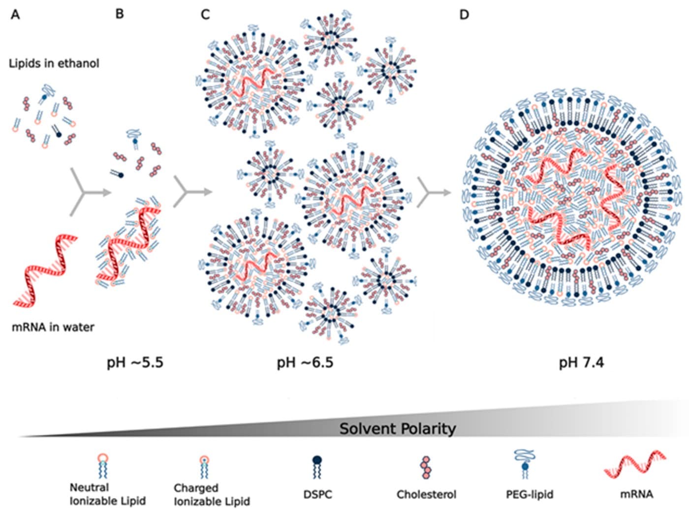 mRNA Lipid Nanoparticle Formulation and Downstream TFF Purification Workflow Diagram