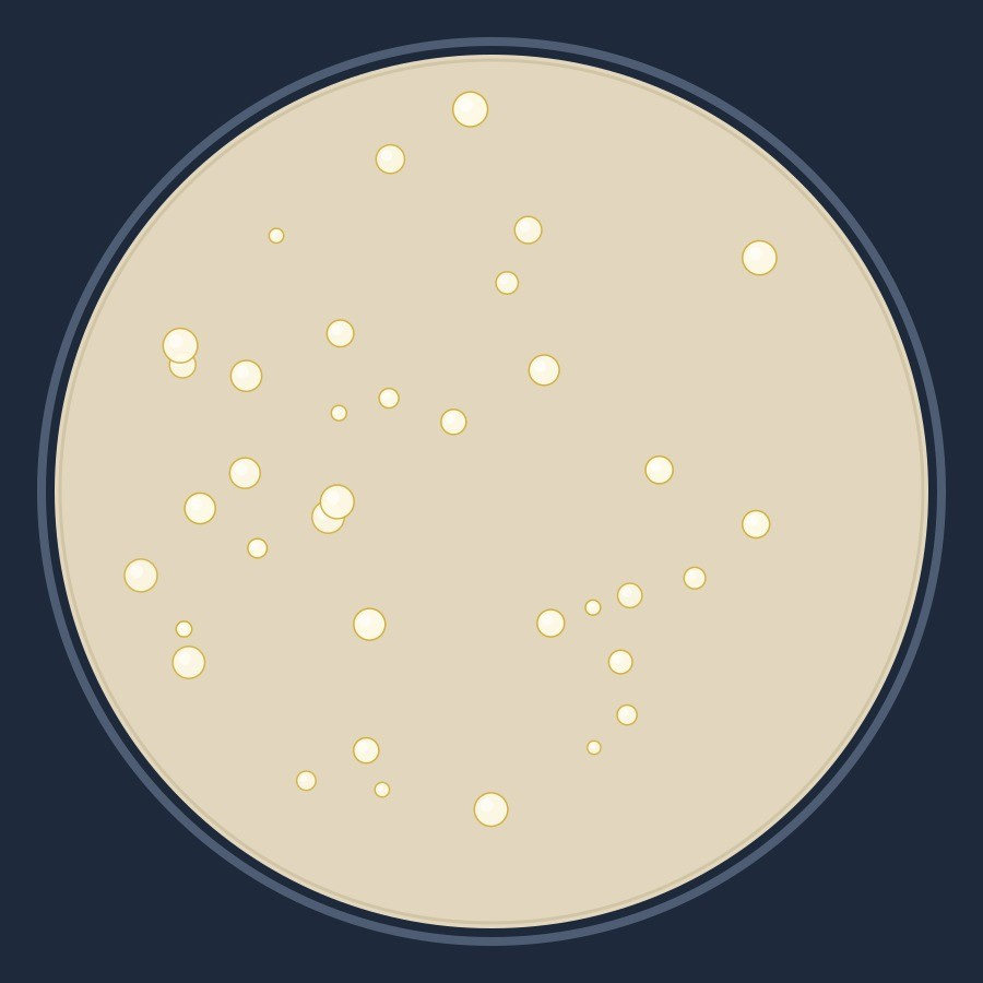Authentic microbial culture agar Petri dish with distinct colonies